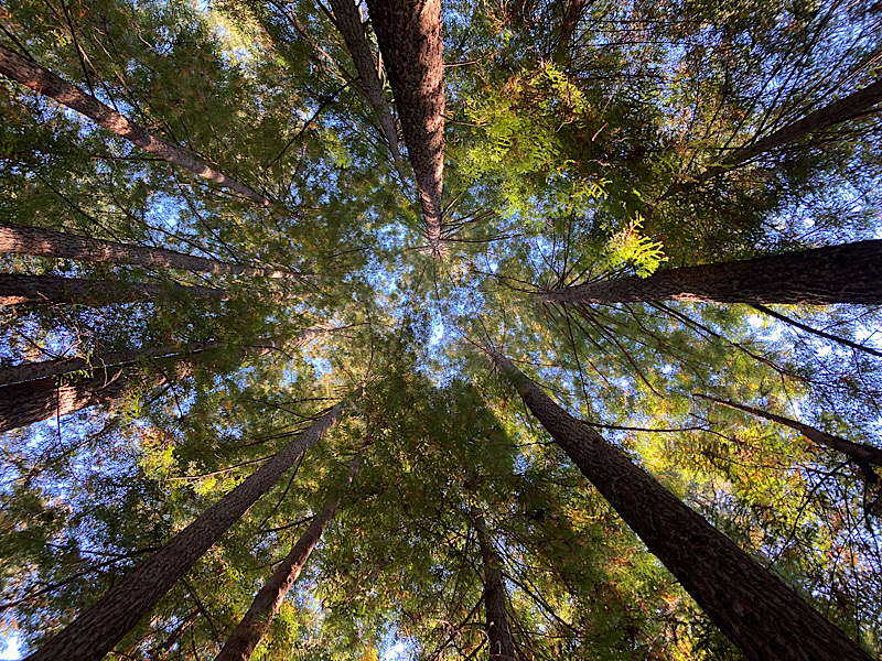 redwoods in mendocino county